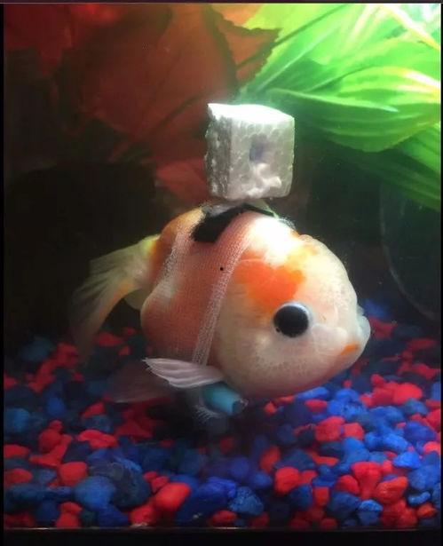 咸鱼最新金鱼爆料,揭秘金鱼界的神秘力量  第1张